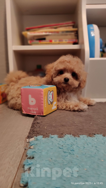 Собаки в Мытищах: Пушон Линда Девочка, 70 000 руб. - фото 2