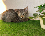 Кошки в Санкт-Петербурге: Очаровательный котёнок ищет дом !  Девочка, Бесплатно - фото 4