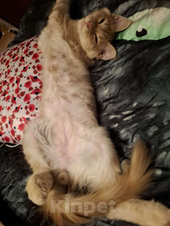 Кошки в Москве: Вольяжный куненок Мальчик, 20 000 руб. - фото 2