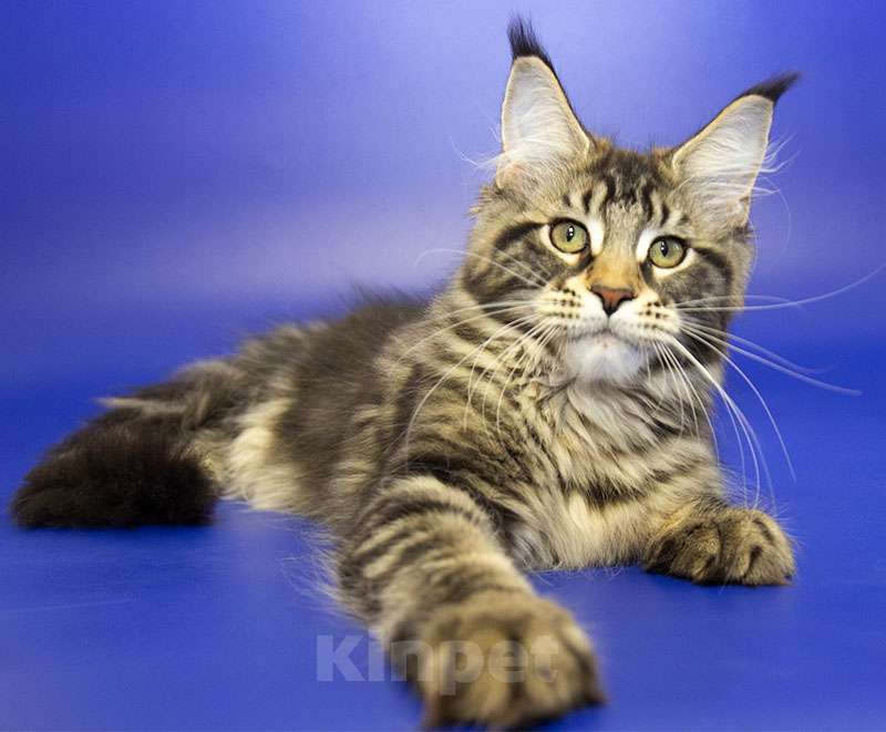 Кошки в Москве: Котенок Мейн Кун Девочка, Бесплатно - фото 2