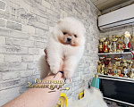Собаки в Москве: Мальчик померанского шпица в хорошем типе медвежонок Мальчик, Бесплатно - фото 1