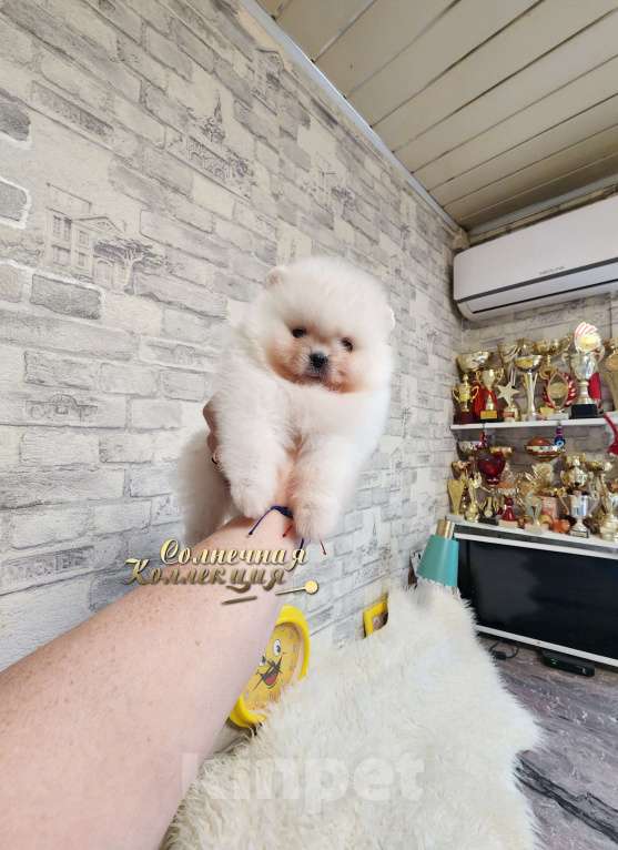 Собаки в Москве: Мальчик померанского шпица в хорошем типе медвежонок Мальчик, Бесплатно - фото 1