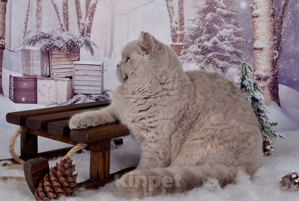 Кошки в Санкт-Петербурге: Британская кошечка черепахового окраса Девочка, 45 000 руб. - фото 5