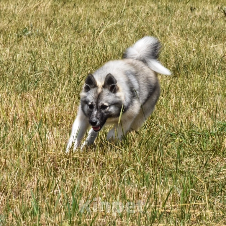 Собаки в Москве: Ненецкая оленегонная лайка. Сука Чинар. Девочка, 60 000 руб. - фото 3