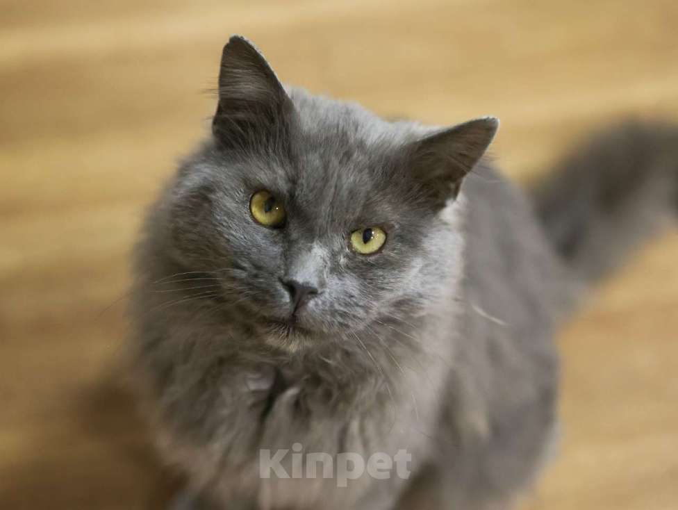 Кошки в Москве: Шикарный Дымок - метис нибелунга (1,5 г.) в дар Мальчик, Бесплатно - фото 2