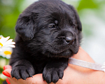 Собаки в Челябинске: Щенок чёрного лабрадора девочка 1 месяц Девочка, 60 000 руб. - фото 4