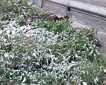 Кошки в Екатеринбурге: Кошка с котёнком в добрые руки  Девочка, 500 руб. - фото 3
