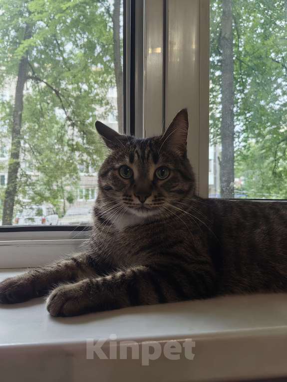 Кошки в Уфе: Тима Мальчик, Бесплатно - фото 5