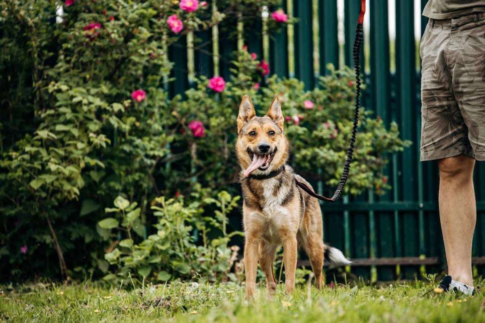 Собаки в Москве: Не большая собачка Лиса Девочка, Бесплатно - фото 5