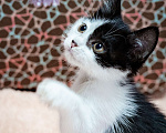 Кошки в Химках: Котёнок в добрые руки Мальчик, Бесплатно - фото 6