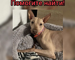 Собаки в Ставрополе: Помогите найти! Мы горюем без него🙏 Мальчик, 1 000 руб. - фото 1