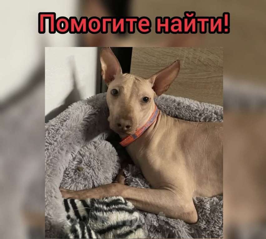 Собаки в Ставрополе: Помогите найти! Мы горюем без него🙏 Мальчик, 1 000 руб. - фото 1
