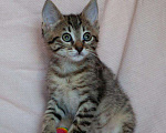 Кошки в Москве: Малышка Неженка - котенок, 2 месяца Девочка, 1 руб. - фото 2