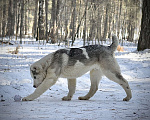 Собаки в Красноярске: Щенок среднеазиатская овчарка Мальчик, 60 000 руб. - фото 4