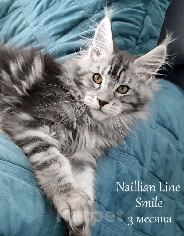 Кошки в Санкт-Петербурге: Мальчик мейн кун в серебряном окрасе Мальчик, 50 000 руб. - фото 1