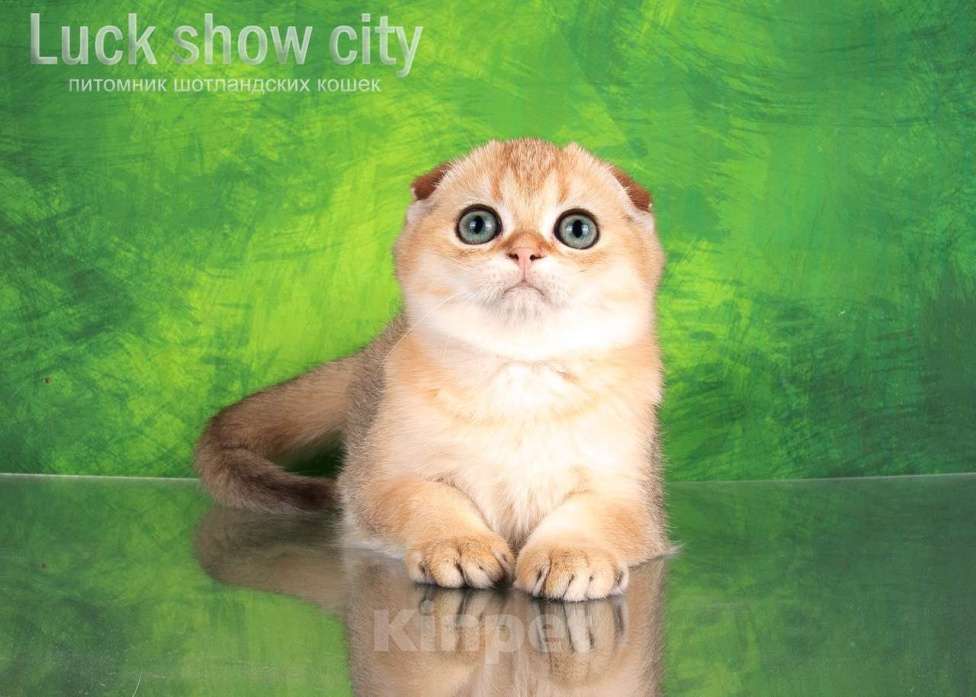 Кошки в Санкт-Петербурге: Золотая скоттиш-фолд Девочка, 75 000 руб. - фото 7