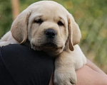 Собаки в Нижнем Новгороде: Палевые щенки Лабрадора Мальчик, 20 000 руб. - фото 1