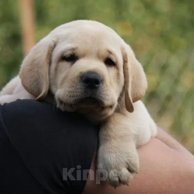 Собаки в Нижнем Новгороде: Палевые щенки Лабрадора Мальчик, 20 000 руб. - фото 1