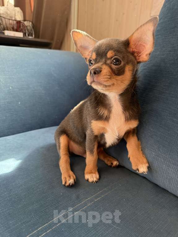 Собаки в других городах Московской области: Мальчик чихуахуа лиловый  Мальчик, 30 000 руб. - фото 2