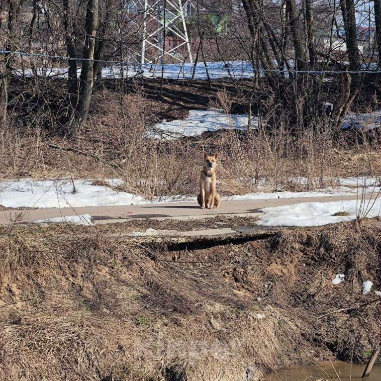 Собаки в других городах Московской области: Найдена домашняя собака, помогите найти милашке дом Мальчик, Бесплатно - фото 3