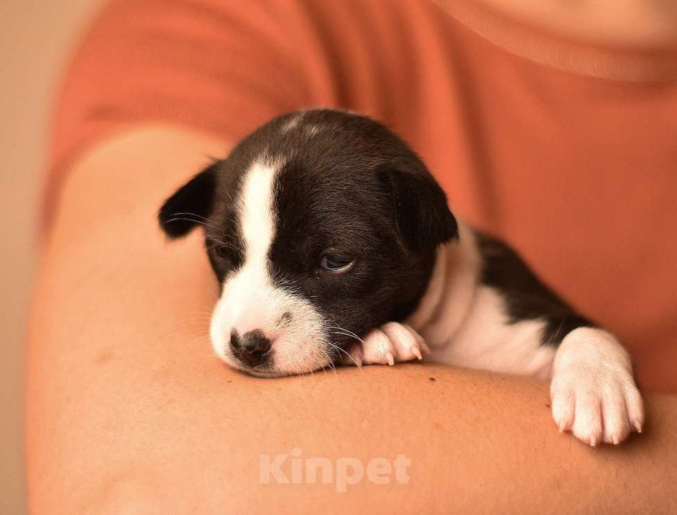 Собаки в Тольятти: Девочка темно тигрового окраса  Девочка, Бесплатно - фото 2
