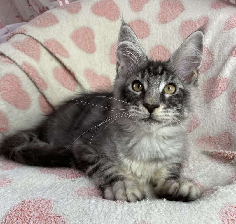 Кошки в Дмитрове: Черный серебристый мраморный мальчик мейн кун Zherom Мальчик, 35 000 руб. - фото 1