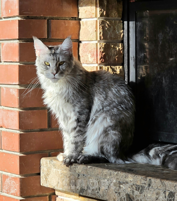 Кошки в других городах Московской области: Мейн-кун кошка Девочка, 30 000 руб. - фото 1