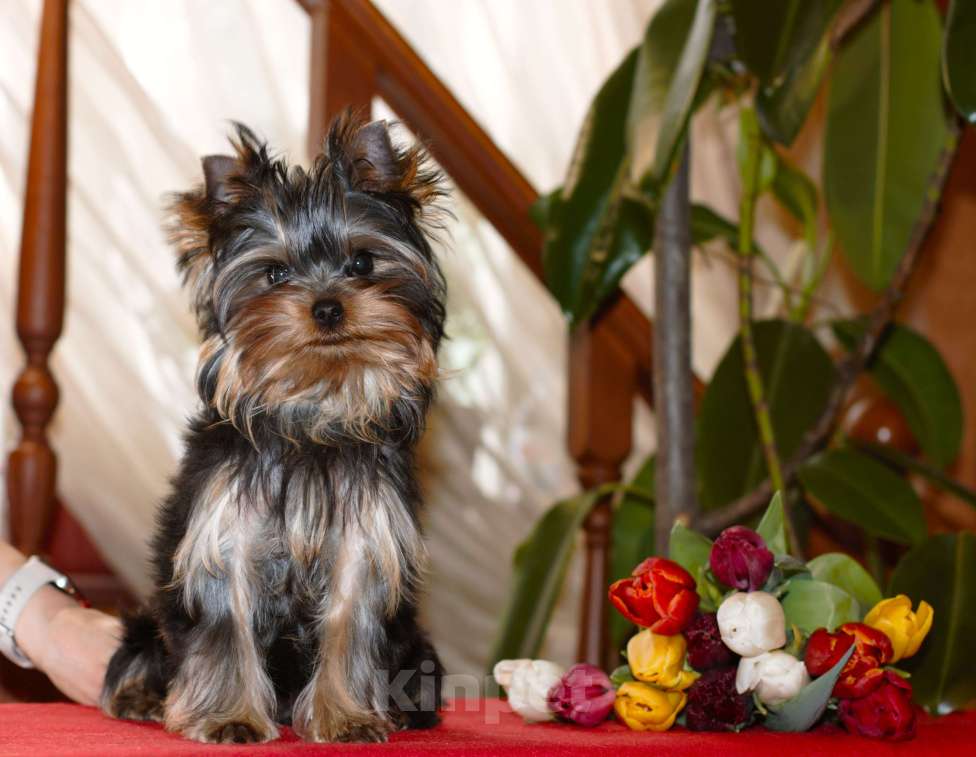 Собаки в Пушкино: Малышок - крепышок Мальчик, Бесплатно - фото 6