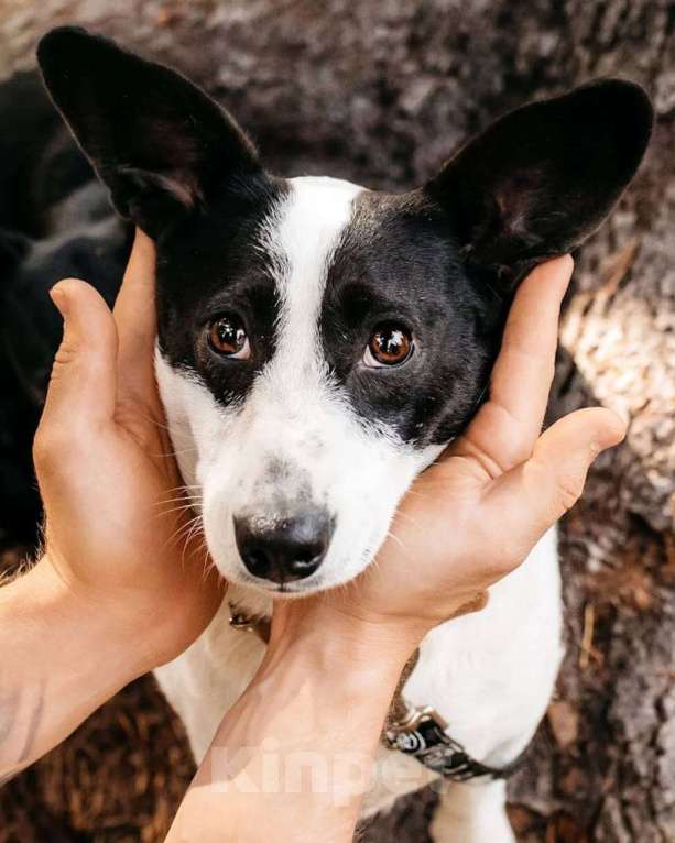 Собаки в других городах Московской области: Ищу дом маленькой паре Девочка, Бесплатно - фото 3