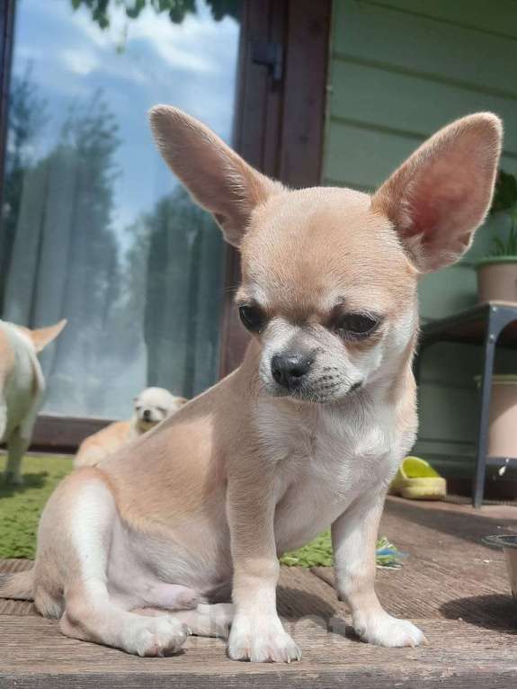 Собаки в Ярославле: Чихуахуа  мальчик  Мальчик, 45 000 руб. - фото 5