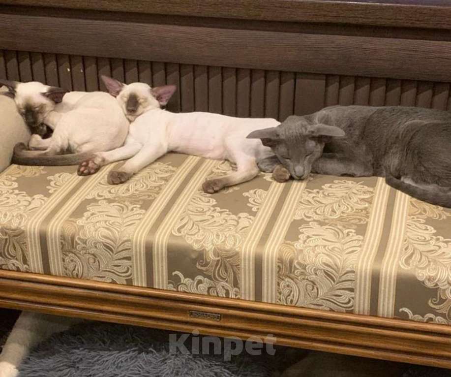 Кошки в Москве: Продается замечательная кошечка ориентал Проксима Девочка, 15 000 руб. - фото 2