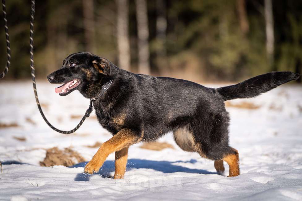 Собаки в Клине: Дейзи — позитивная собачка Девочка, Бесплатно - фото 6