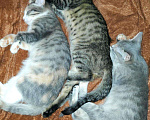 Кошки в Фролово: Котята в добрые руки, Бесплатно - фото 6