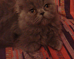 Кошки в Малмыже: Персидские голубые чистокровные котята ., 1 500 руб. - фото 3