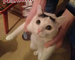 Кошки в Полярном: Кошка стерилизованная и кот, Бесплатно - фото 2