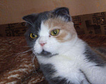 Кошки в Добрянке: Котята шотландские в ЦКК, 2 500 руб. - фото 10