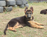 Собаки в Челябинске: В продаже щенки немецкой овчарки, 45 000 руб. - фото 2