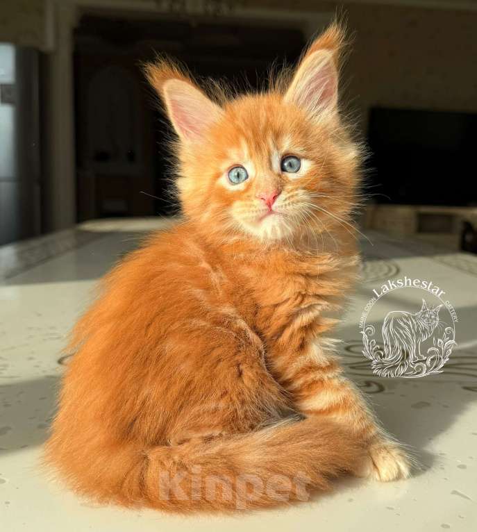 Кошки в Москве: Котенок мейн кун из питомника. Мальчик, 140 000 руб. - фото 3