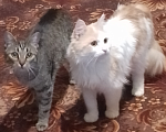 Кошки в Юрьеве-Польском: Отдадим котят в добрые руки Разнополые, Бесплатно - фото 3