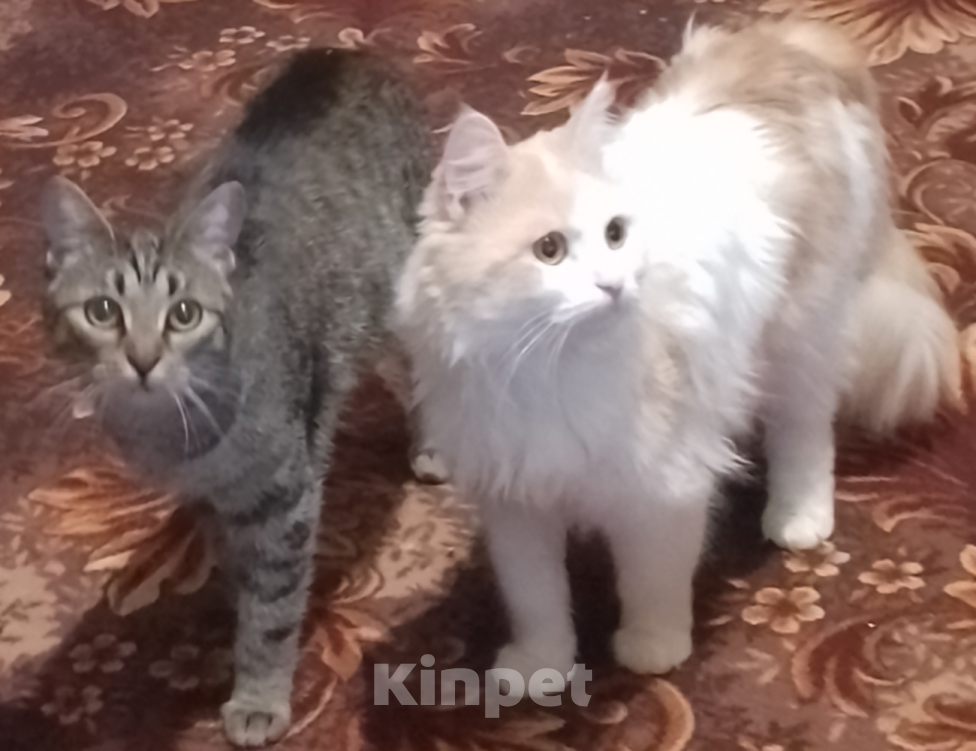 Кошки в Юрьеве-Польском: Отдадим котят в добрые руки Разнополые, Бесплатно - фото 3