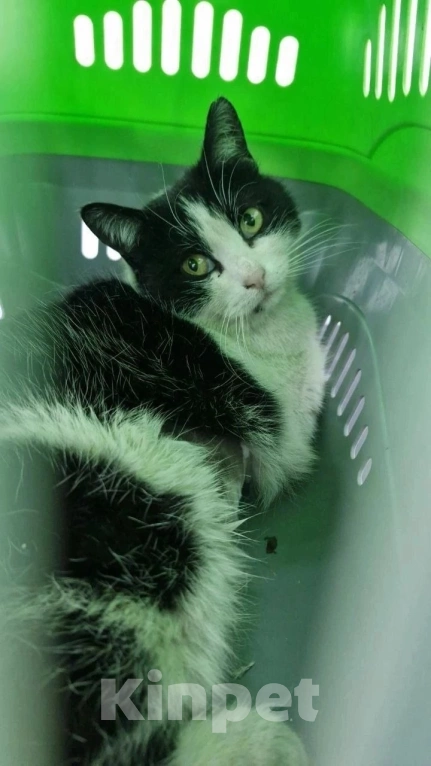 Кошки в Симферополе: Кошечка в добрые руки Девочка, Бесплатно - фото 2