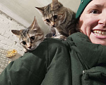 Кошки в Дубне: Кошки подростки: Двое из ларца одинаковых с лица  Девочка, 10 руб. - фото 5