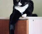 Кошки в Москве: Весёлый и беззаботный молодой кот Тоша в добрые руки Мальчик, Бесплатно - фото 5