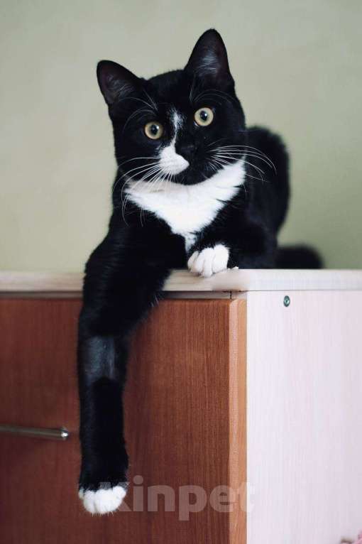 Кошки в Москве: Весёлый и беззаботный молодой кот Тоша в добрые руки Мальчик, Бесплатно - фото 5