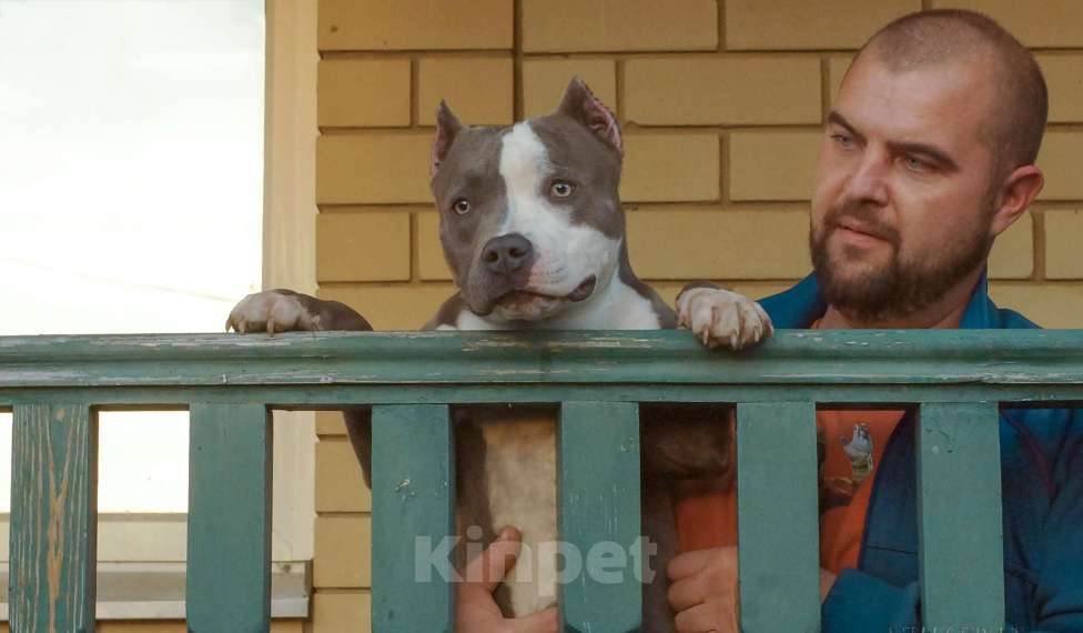 Собаки в Саратове: щенки булли, тип покет питомник  Девочка, 80 000 руб. - фото 2