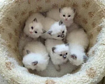 Кошки в Казани: Котята Рэгдолл Разнополые, 57 000 руб. - фото 1