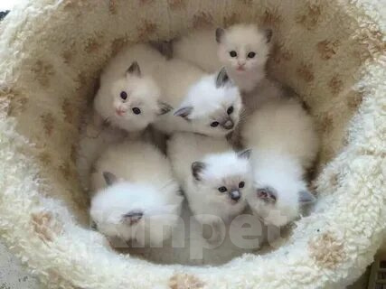 Кошки в Казани: Котята Рэгдолл Разнополые, 57 000 руб. - фото 1