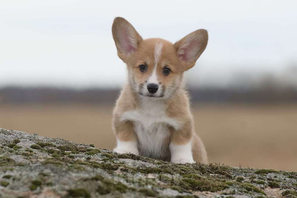 Собаки в Санкт-Петербурге: Щенок вельш корги пемброк Мальчик, 50 000 руб. - фото 4