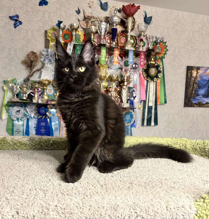 Кошки в Санкт-Петербурге: Черный солид мейн-кун Мальчик, 60 000 руб. - фото 4