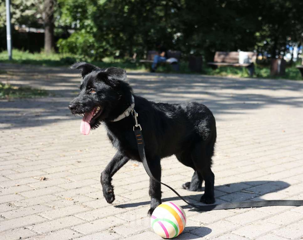 Собаки в Москве: Собака бесплатно Москва Мальчик, Бесплатно - фото 5